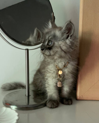 Kitty Chain Collar